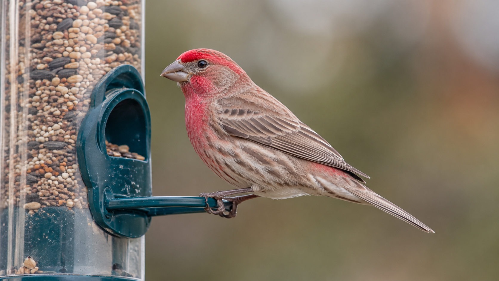Male House Finch with rosy pink head and breast on a feeder